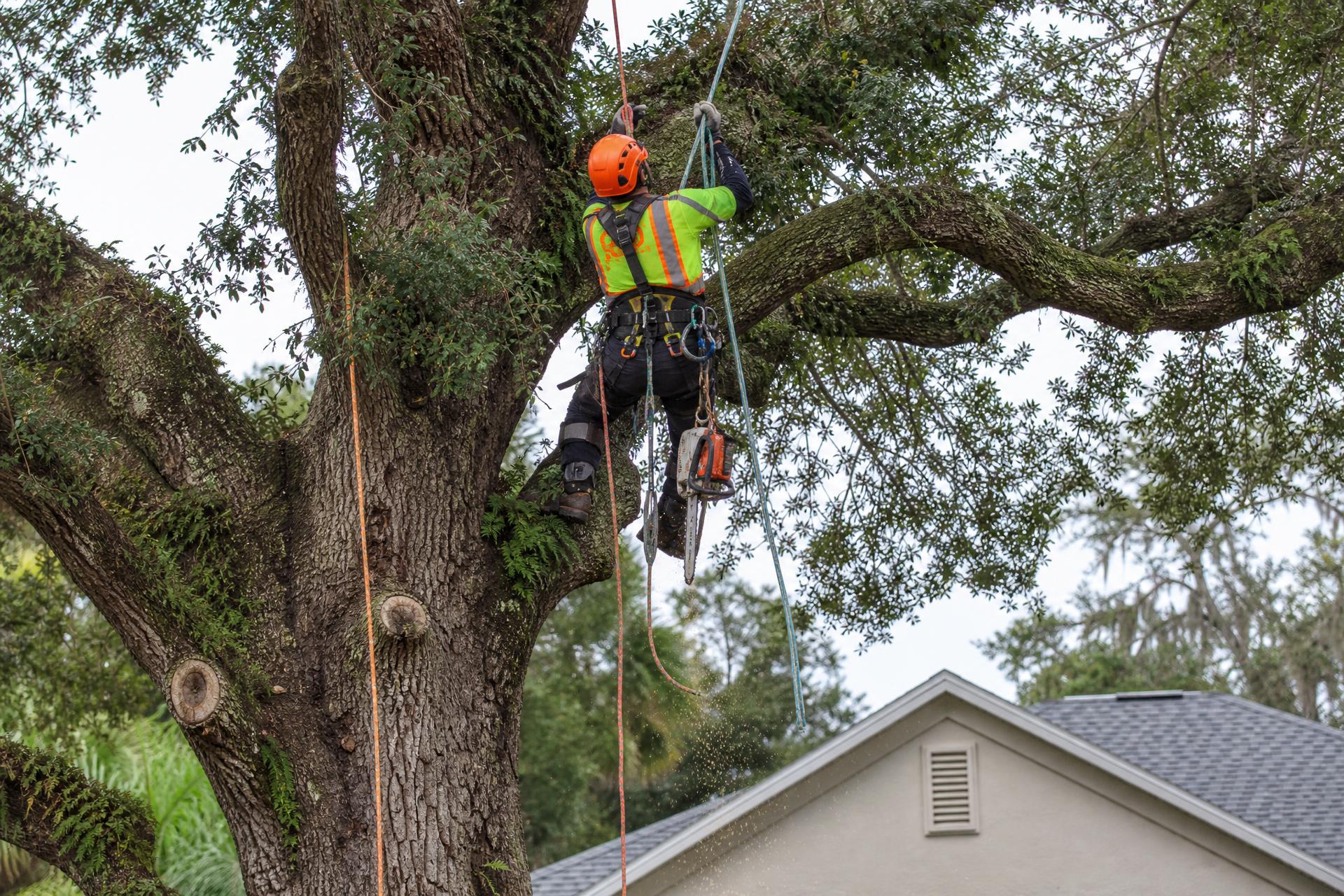 Tree Services by AllStar Land Clearing